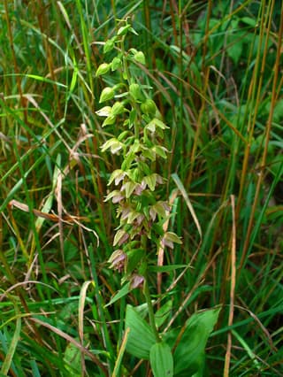 Broad-leaved Helleborine