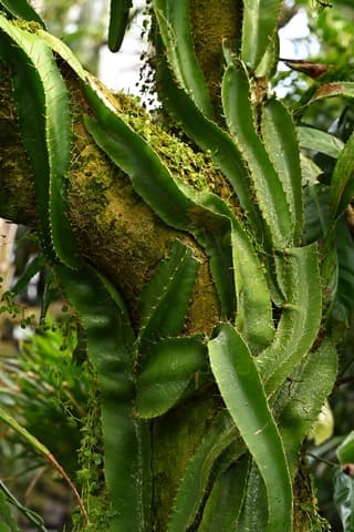 Climbing Cactus