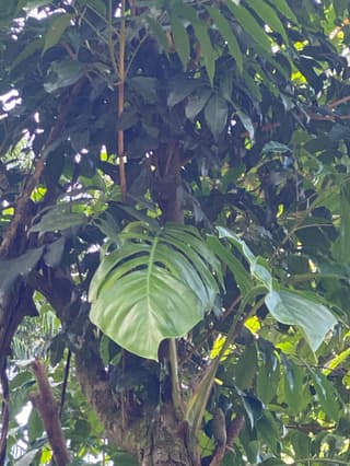 Epipremnum / Jiboia (gênero)