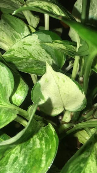 Laikkuvehka 'Manjula'