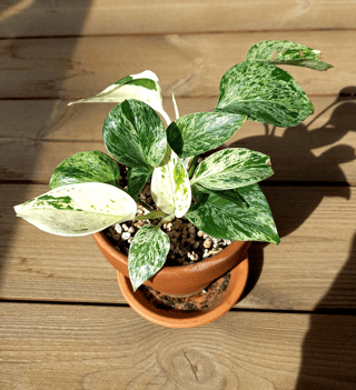 Jiboia Marble Queen