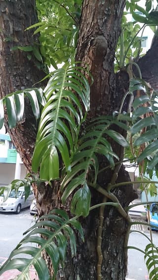 Dragon Tail Plant