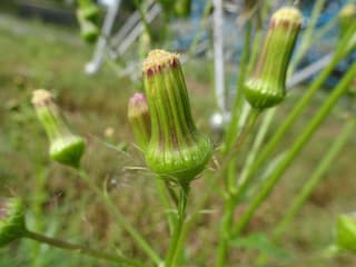 American Burnweed