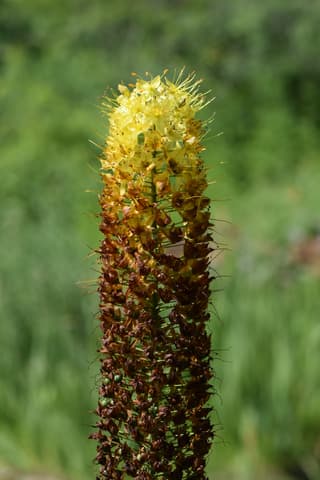 Lírio-das-estepes