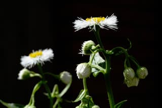 Eastern Daisy Fleabane