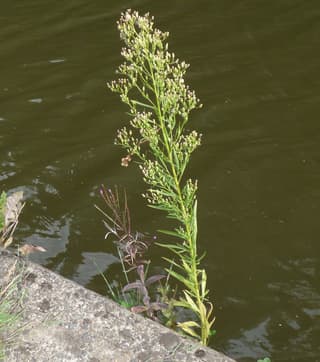 Buva-canadense