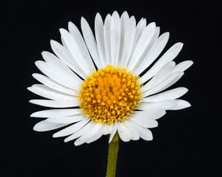 Margaridinha-do-México