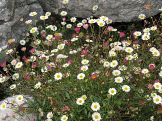 Mexican fleabane