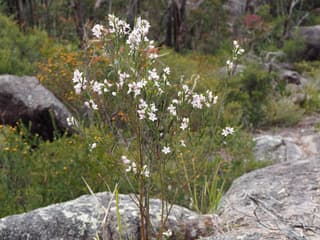 Australsk voksblomst