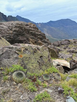Chilean Cacti