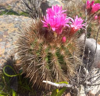 Eriosyce subgibbosa