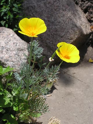 California Poppy