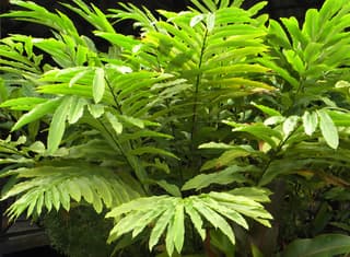 Bastão-do-imperador