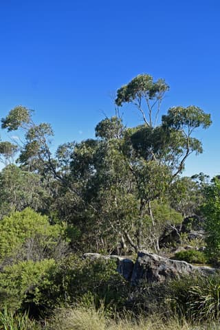 Tasmanian Blue Gum