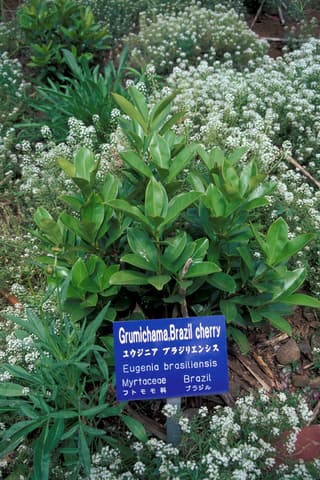 Grumixama
