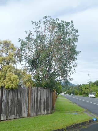 Cereza Australiana