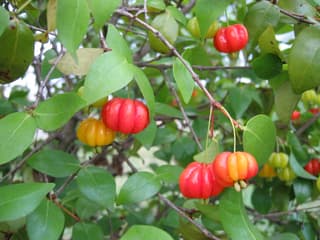Surinam Cherry
