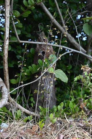 Chinese Crown Orchid