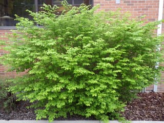 Burning Bush
