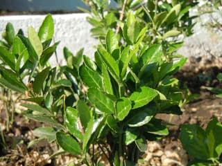 Spindletree