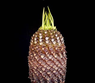Cebola-do-mato