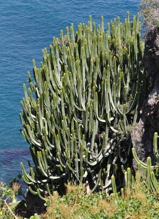 Canary Island Spurge