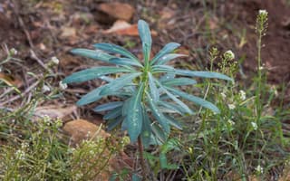 Mediterranean Spurge