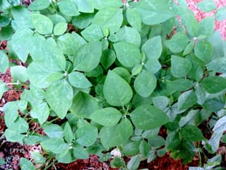 Grassleaf Spurge