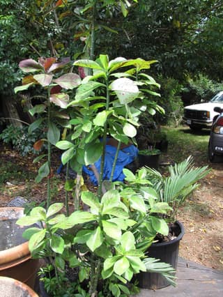 African Milk Bush