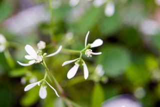 Euforbia Diamond Frost
