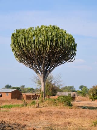 Candelabra Tree