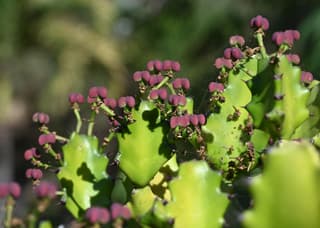 Mottled Spurge