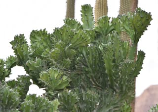 Coral cactus