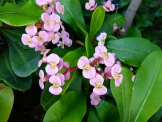 Madagascar Euphorbia