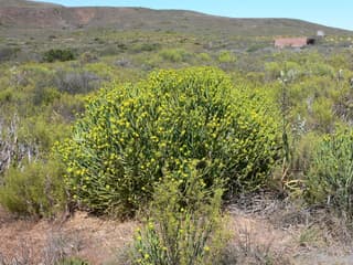 Yellow Milkbush