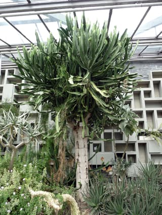 Leuchterbaum
