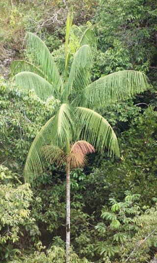 Juçara Palm