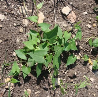Black bindweed