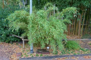 Paraplubamboe