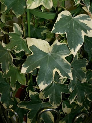 Tree Ivy