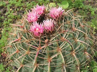 Cactus bonbon