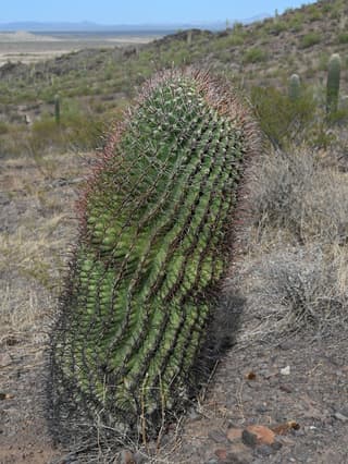 Sudokaktus Wislizenov