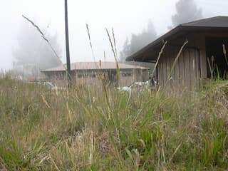 Cañuela alta