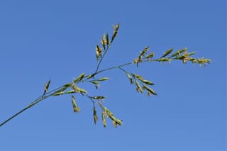 Festuca roja