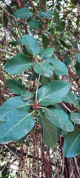 Indian Banyan