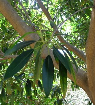 Ficus Alii