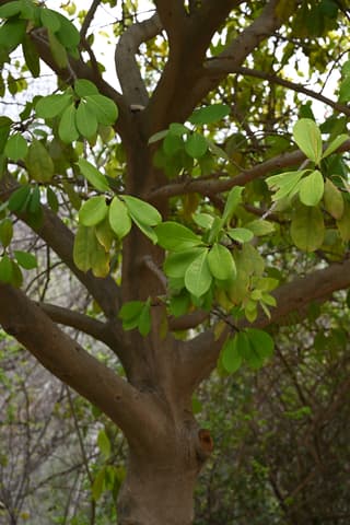 Ficus cyathistipula