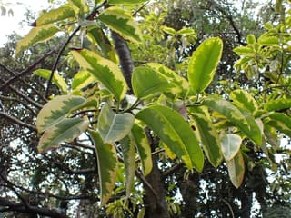 Ficus Tineke