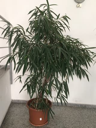 Ficus-alii