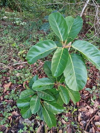 Figueira-africana